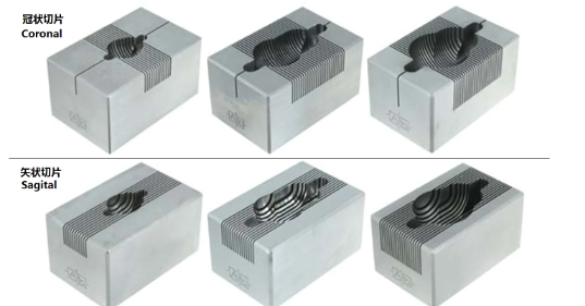 腦模具300-600G大鼠，冠狀，0.5MM