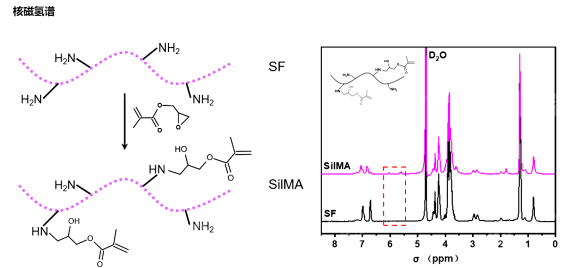 甲基丙烯?；z素蛋白（SilMA)